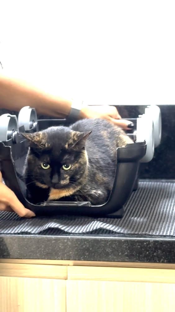 Internação Monitorada na Auma Pet