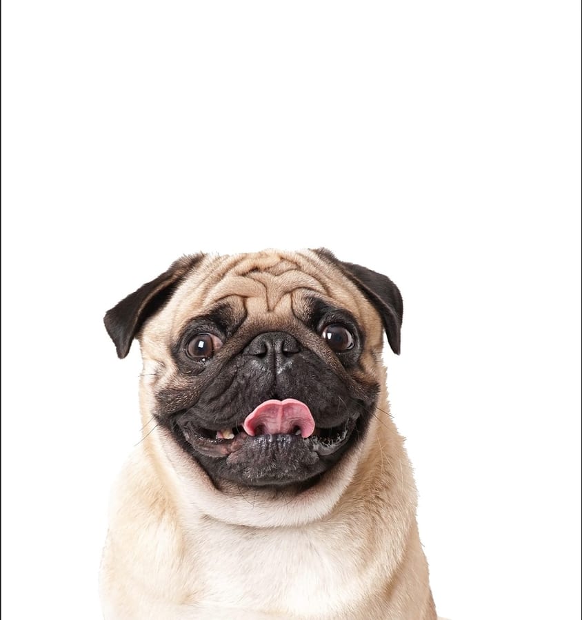 Pug
