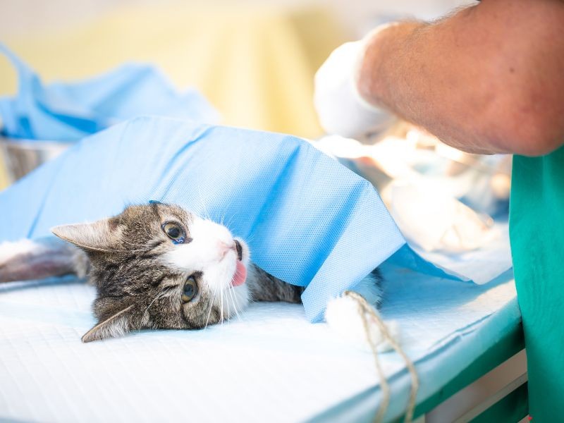 Castração de cães e gatos: tudo o que você precisa saber antes, durante e depois da cirurgia.