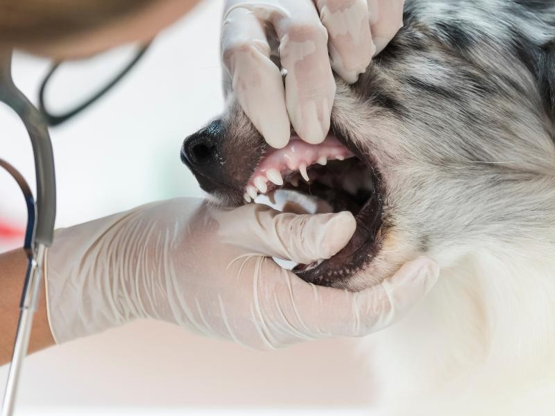 Tratamento Periodontal