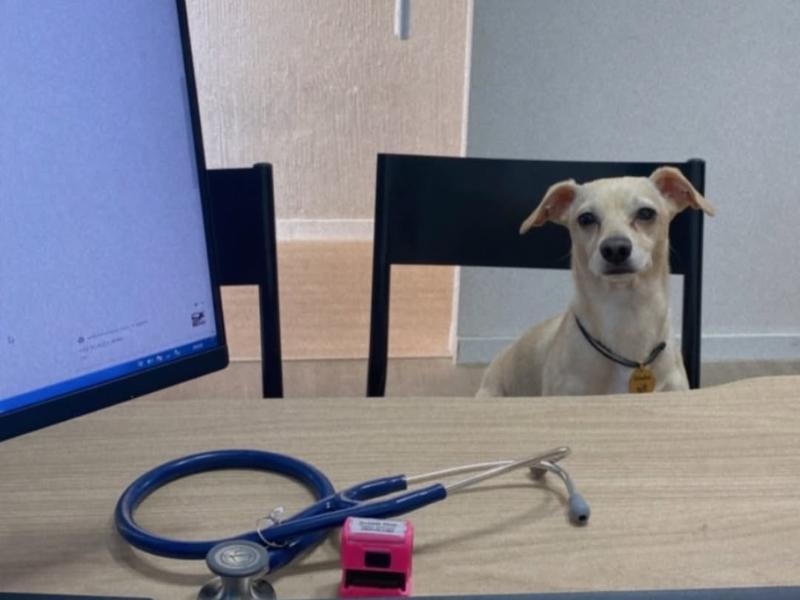 Consultas Veterinárias