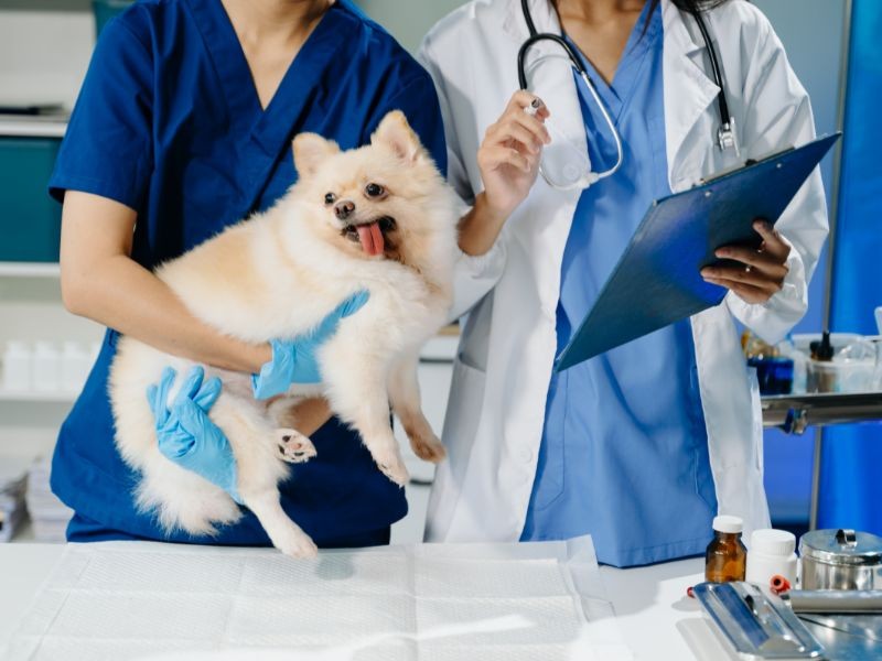Periodontia Veterinária