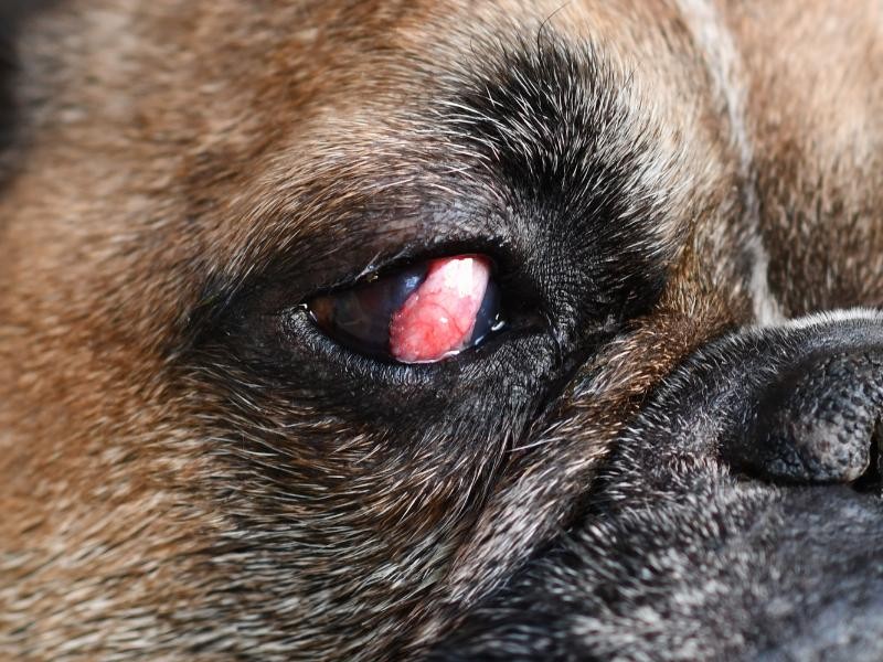Enxerto Conjuntival Pediculado